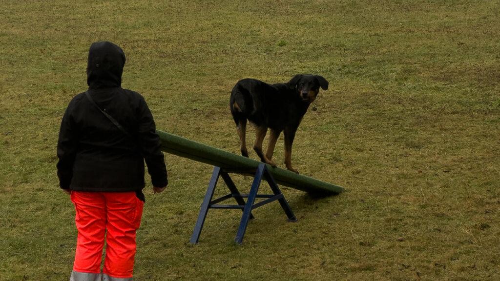 OREXES spendet 2.000 Euro für Einsätze auf vier Pfoten
